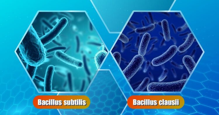 Phân biệt bacillus clausii và bacillus subtilis – Nên sử dụng loại nào?