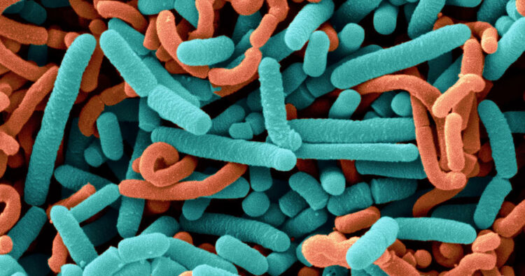 4-lactobacillus-acidophilus-and-l-casei-scimat