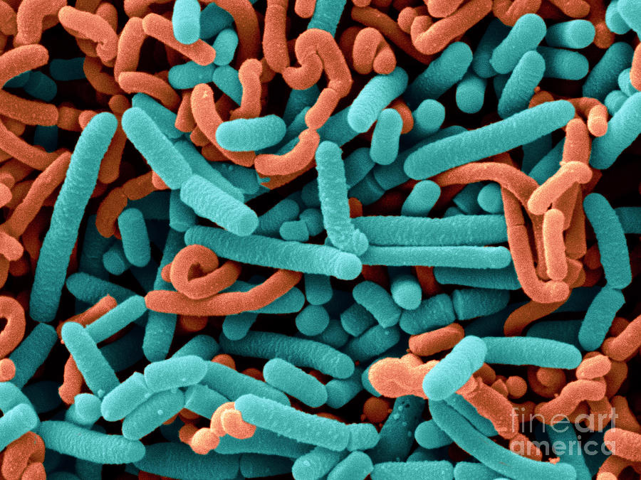 4-lactobacillus-acidophilus-and-l-casei-scimat