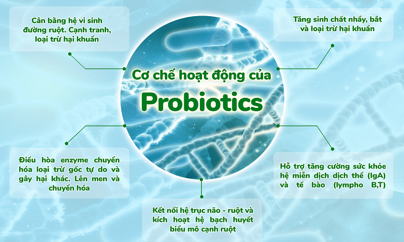 Lợi khuẩn đường ruột và hại khuẩn là gì