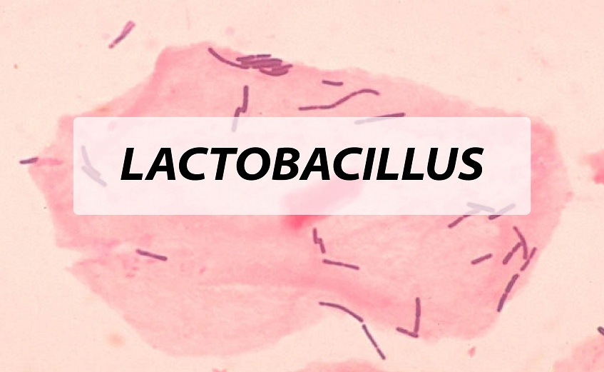 Vi khuẩn Lactobacillus là gì