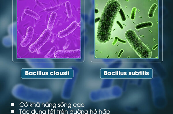 bacillus clausii