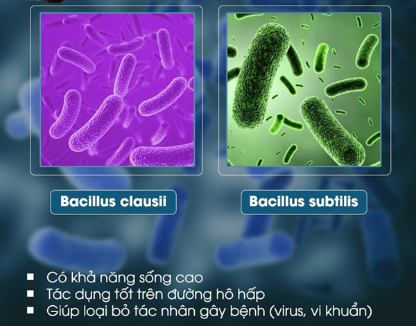 bacillus clausii