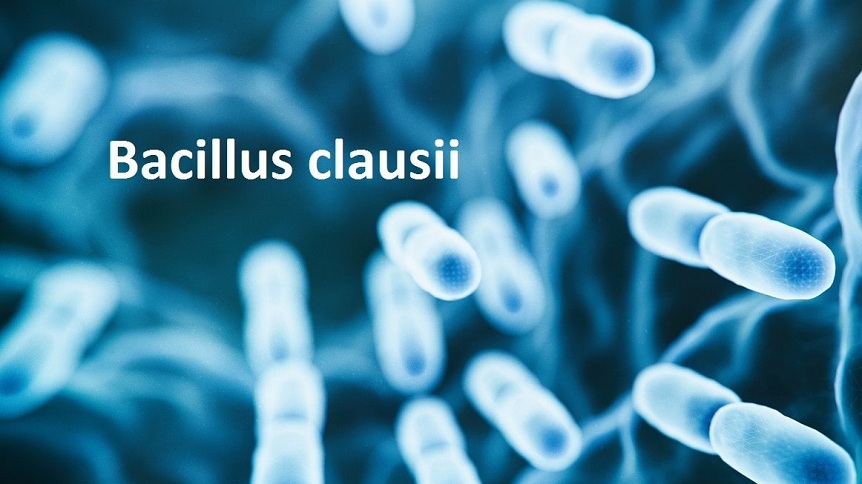 bacillus_clausii_dang_ong