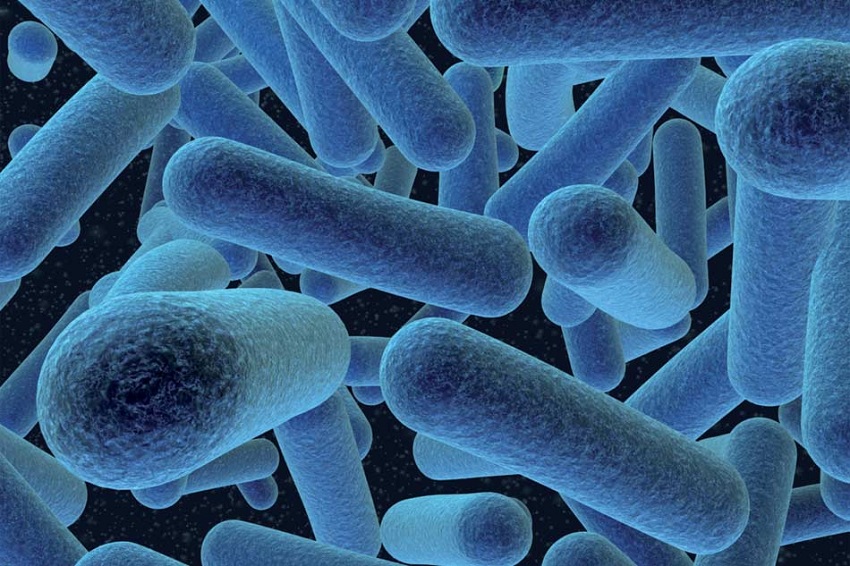 Đặc điểm của lợi khuẩn Bacillus Clausii