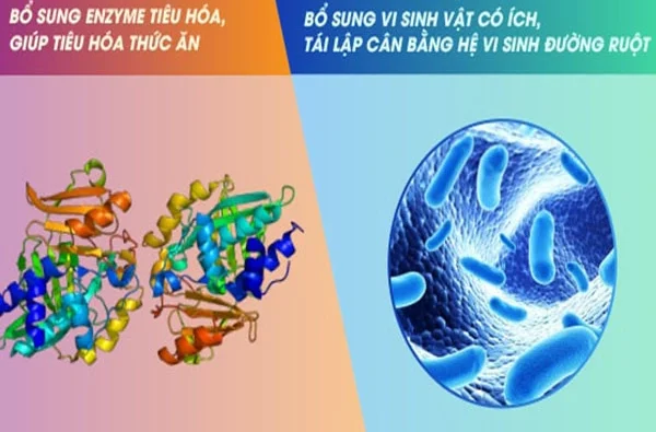 men-tieu-hoa-men-vi-sinh