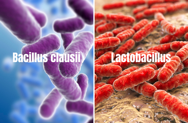 Sự khác biệt của lợi khuẩn Bacillus clausii và Lactobacillus là gì