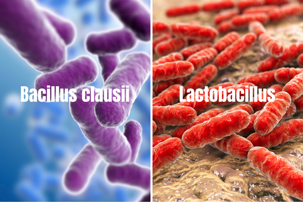 Sự khác biệt của lợi khuẩn Bacillus clausii và Lactobacillus là gì