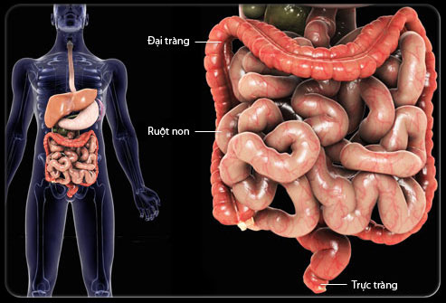 tiêu chảy rối loạn chức năng