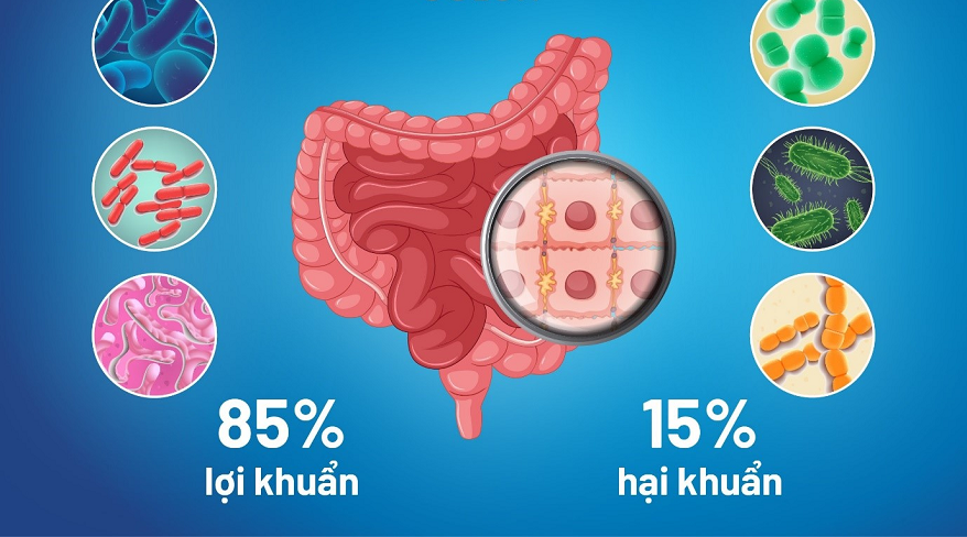 loan-khuan-duong-ruot