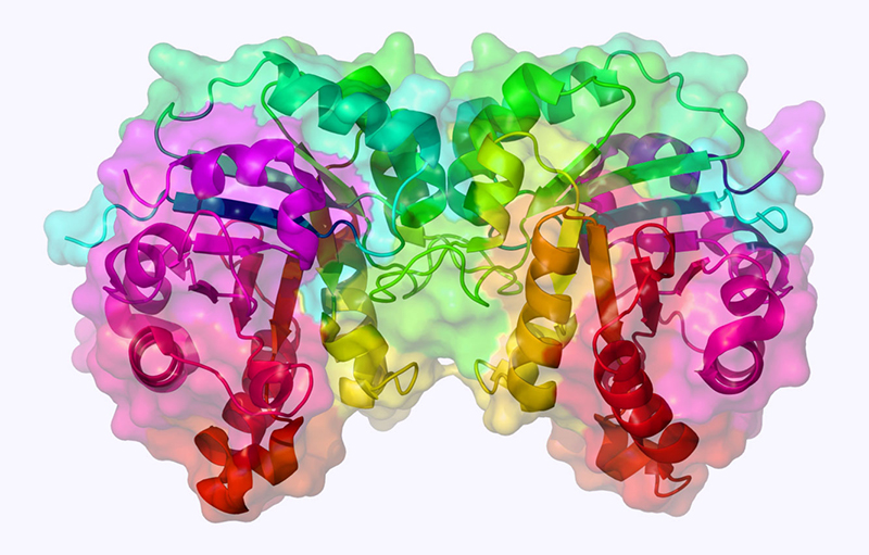 Men tiêu hóa thực chất là các enzyme