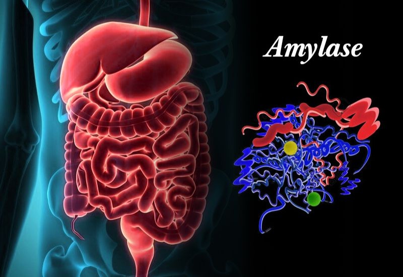 cac-loai-men-tieu-hoa-2