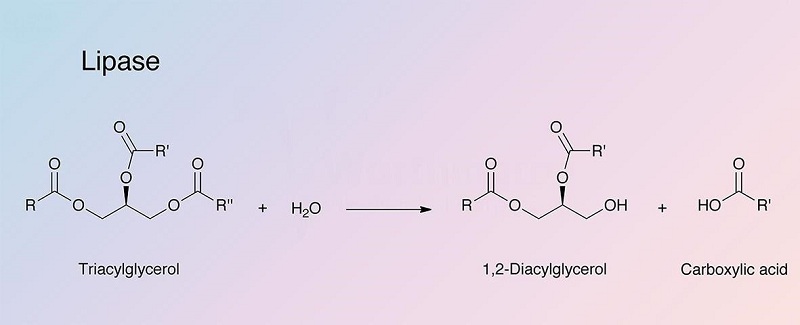 cac-loai-men-tieu-hoa-3